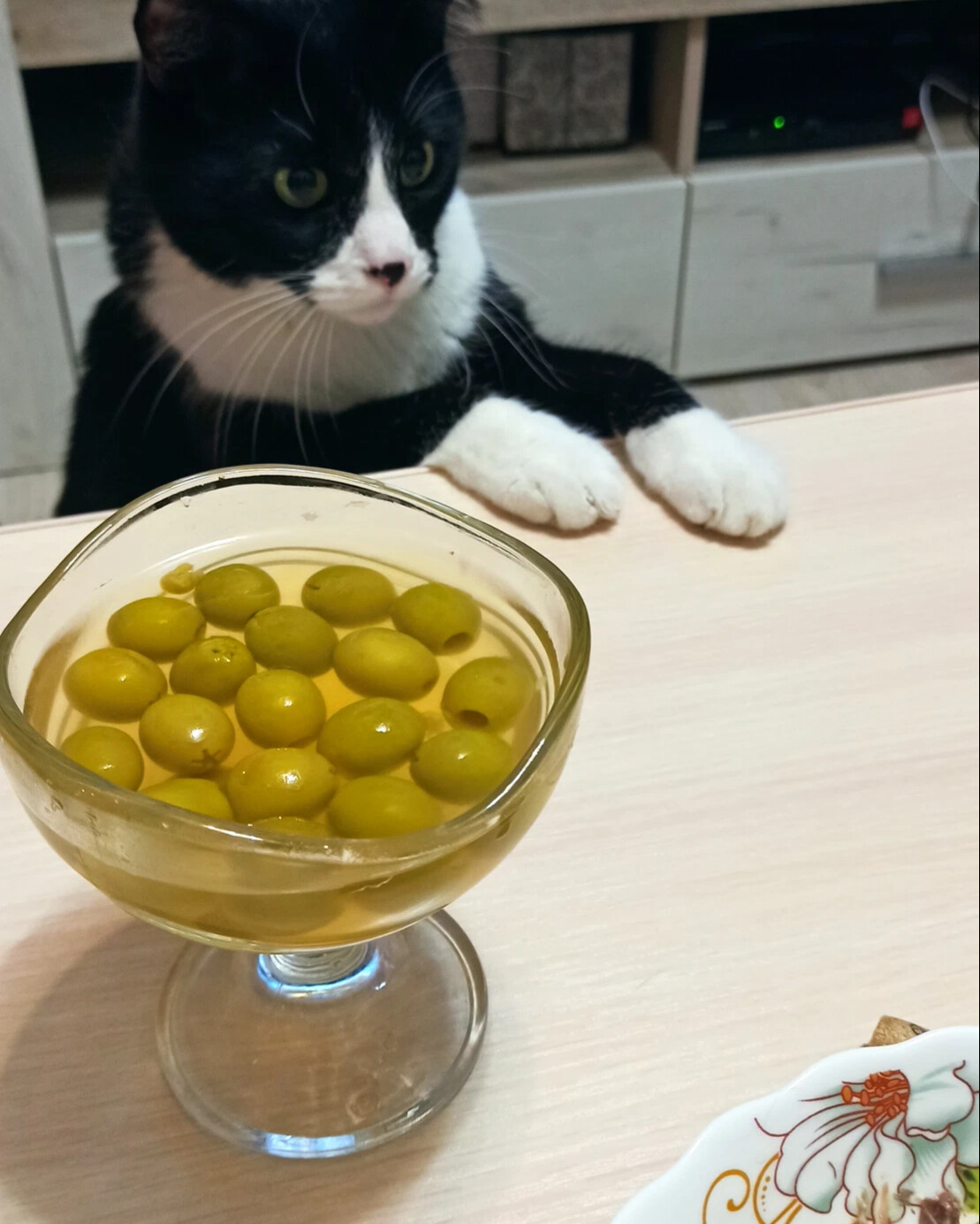 кот и оливки. кот и оливки. кот любит оливки. коты и оливки. кошка ест оливки.