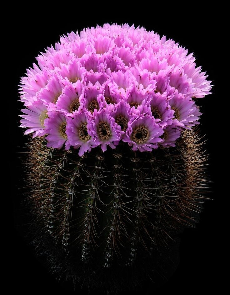 Самый красивый цветок кактуса. Эхинопсис spiniflora. Acanthocalycium spiniflorum. Кактус эхинопсис колючки. Фиолетовый эхинопсис.