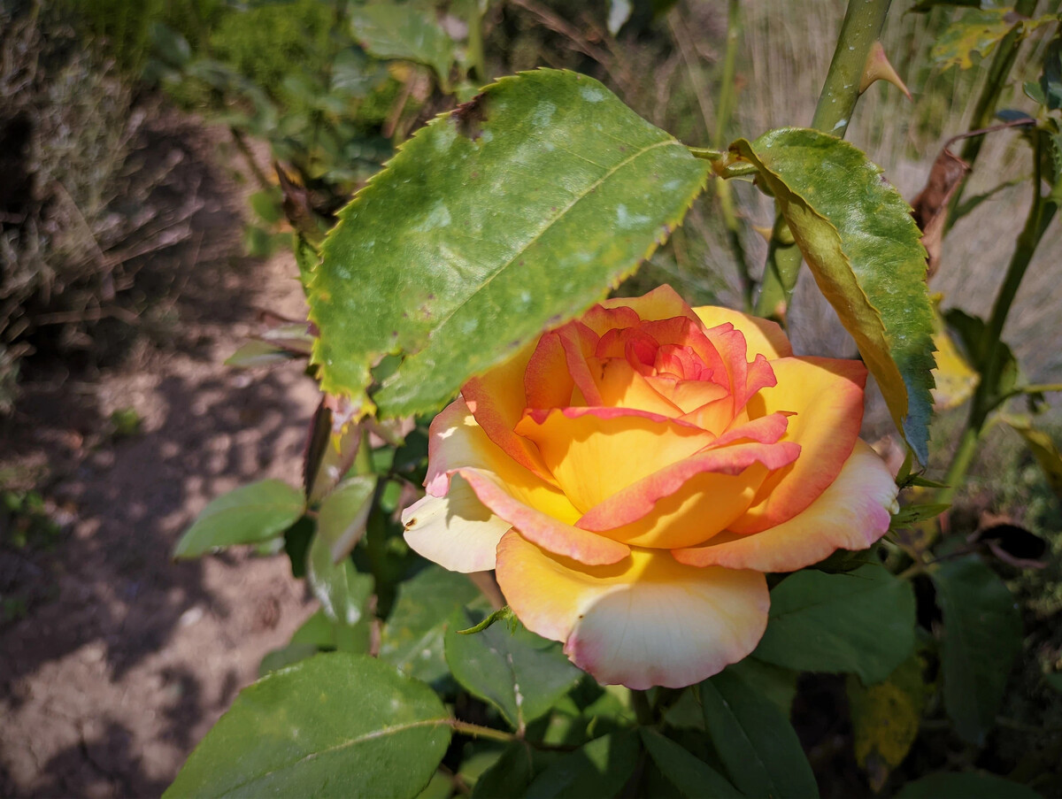«Роза» (Rose) | реж. Нильс Арден Оплев