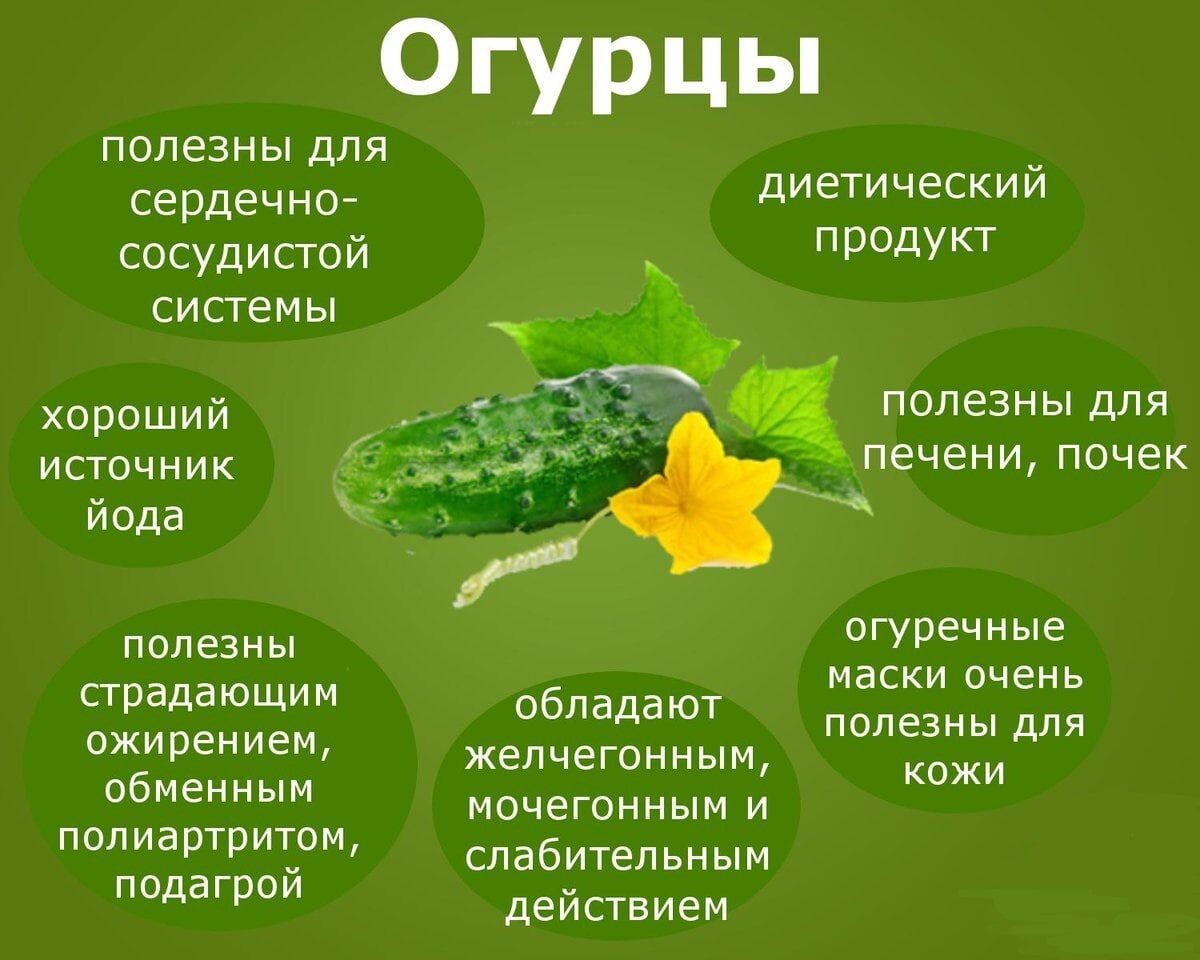 Презентация про огурец