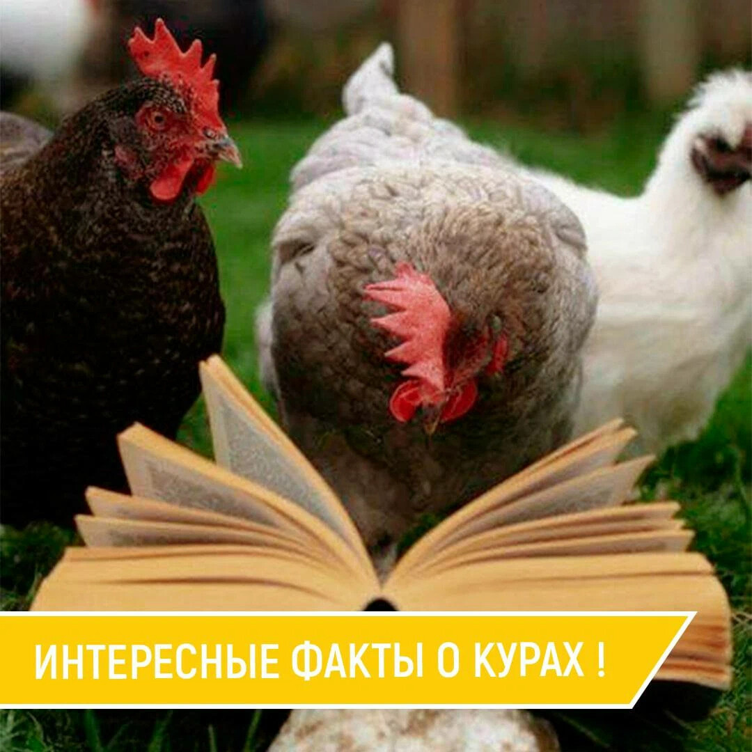 В куру друзей. Музыка с кудахтаньем куриц. КВК называются друзя Куроми.