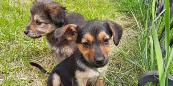 кот и пес приют территория надежды бурятия