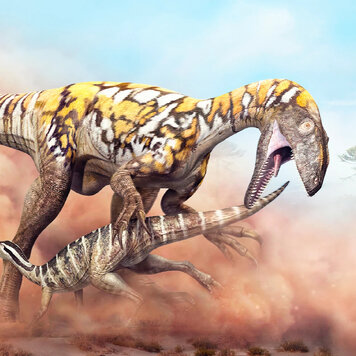 lazy_smart_crop_356x356