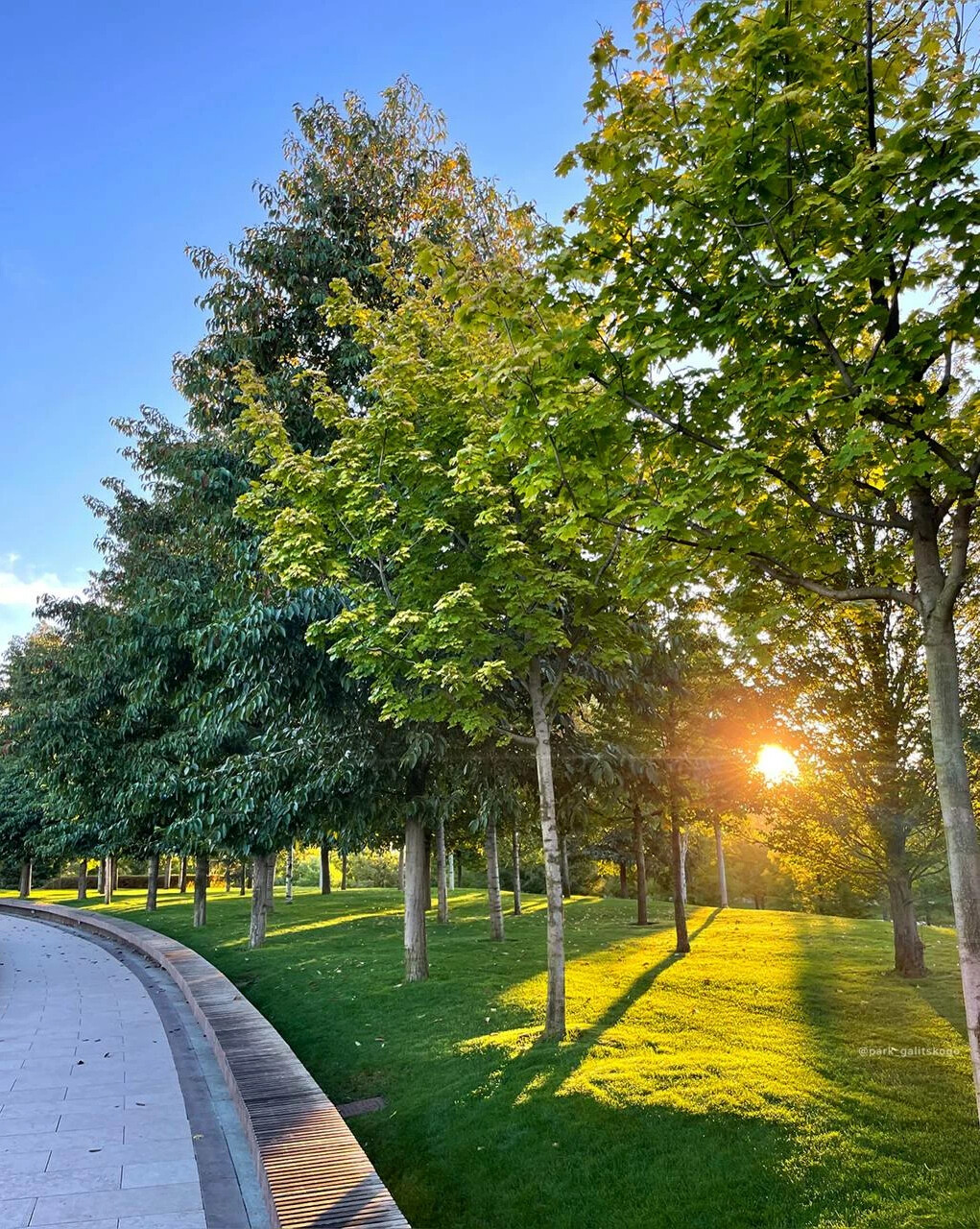 Source park. Парк Галицкого аллея с одуванчиками. Деревья Галицкого в Краснодаре. Рассвет в Краснодаре. Парк Галицкого в Краснодаре сейчас утром.