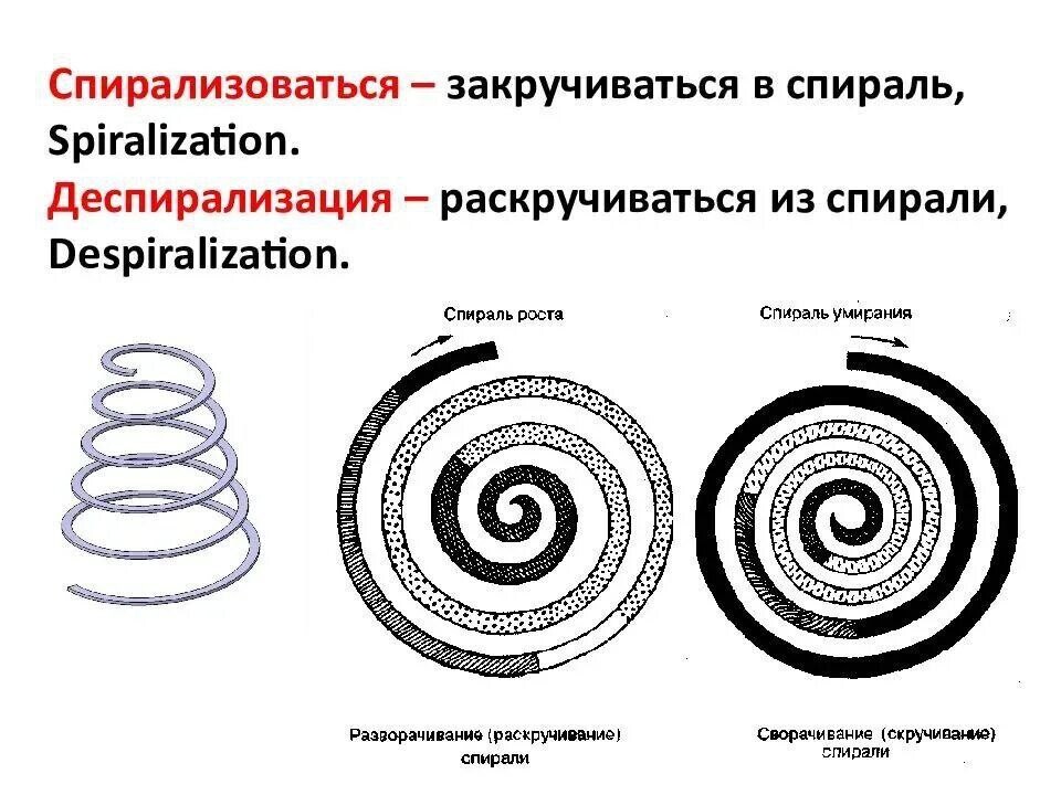 Почему человек рисует спирали