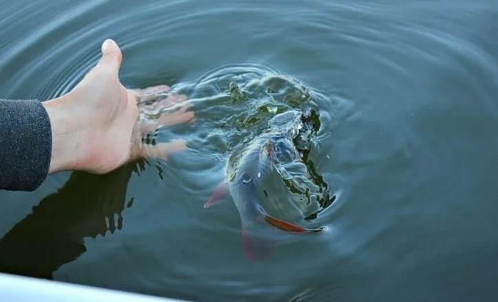 Руками ловила рыбу в чистой воде