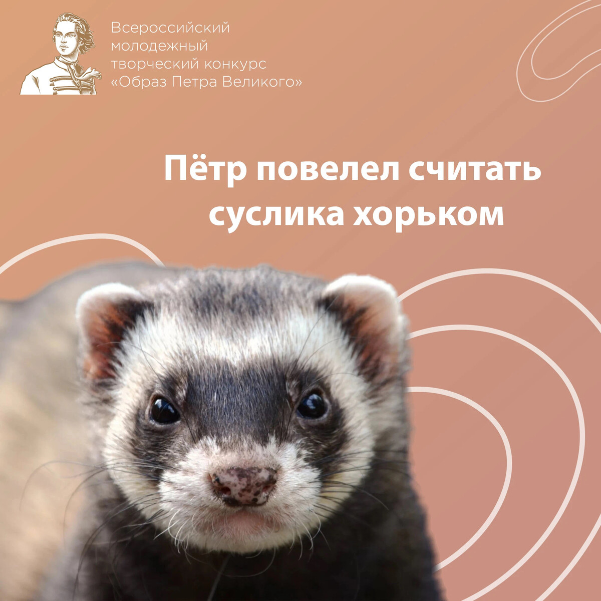 Суслик и хорек. Хорек и суслик отличие. Суслики хорьки бобры мышки. Фото хорька и суслика
