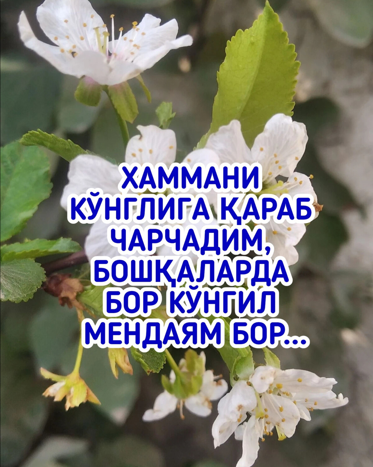 Мендаям Кунгил Бор