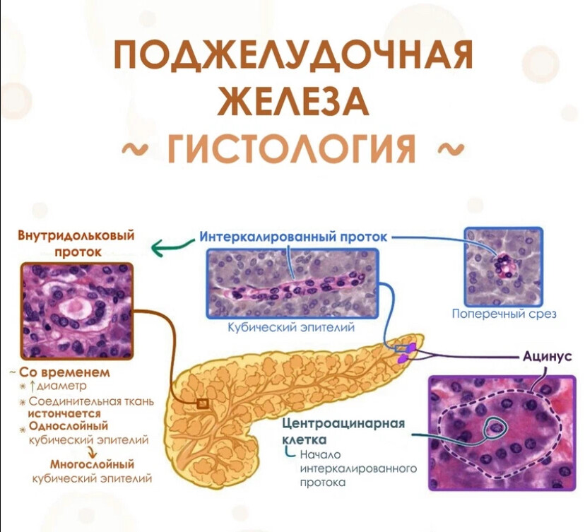 Зобная (вилочковая) железа. Большая железа это. Большая железа преддверия. Железы внешней секреции топография. Малая железа преддверия.