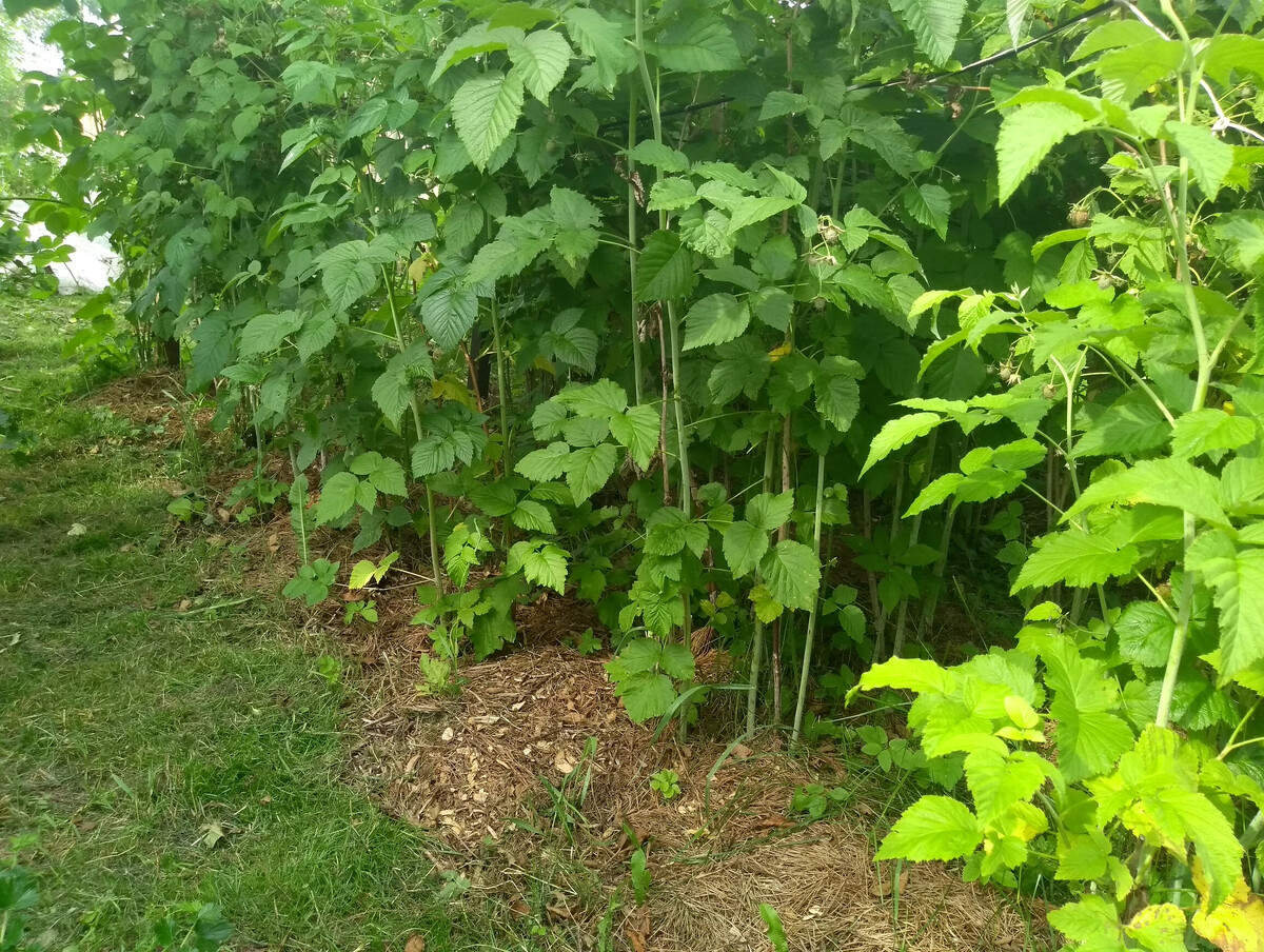 сорняки в малиннике. малина засоритель. сорняк похожий на малину. куст малины листья. мульчирование ежевики.