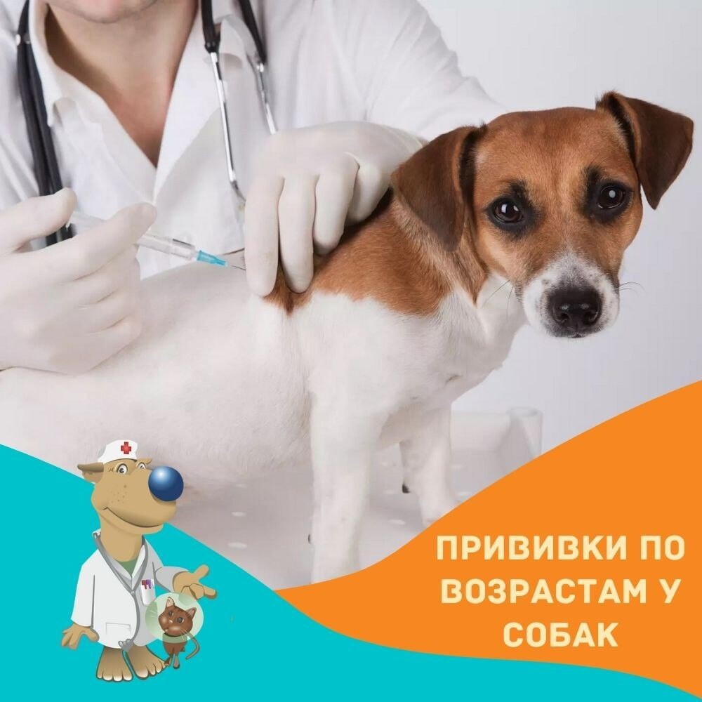 Гигиена и уход за животными. Здоровье животных миасс. Здоровье животных вопросы. Здоровье животных вопросы. Биология в ветеринарии.