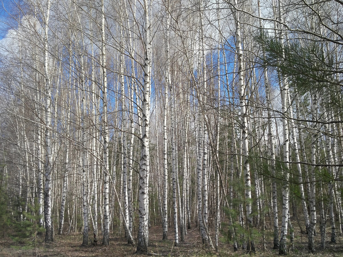 В месяце апреле в старом парке