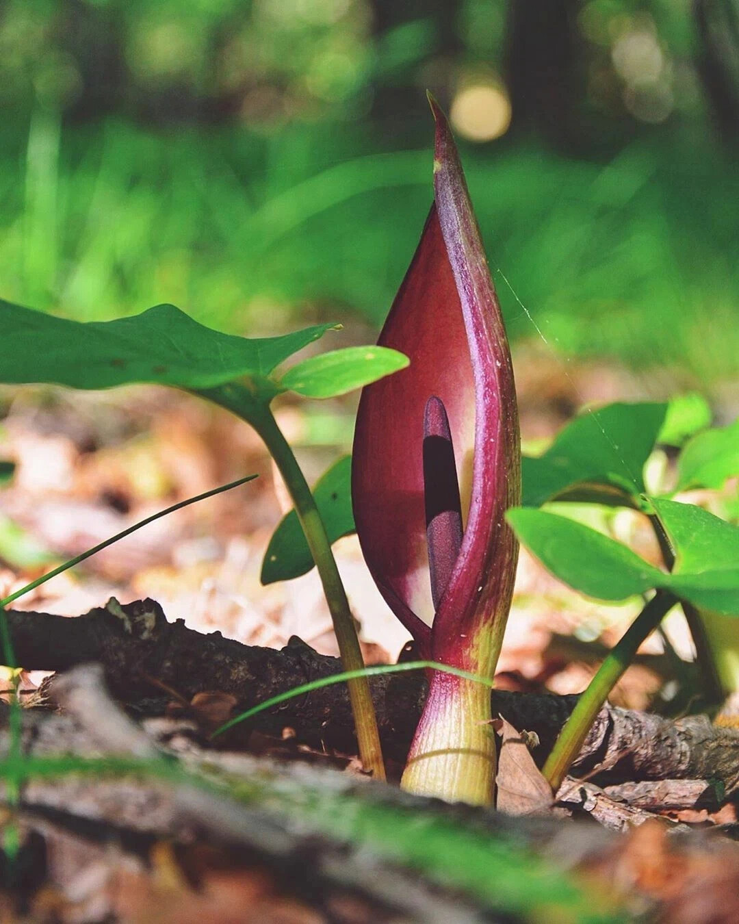 арум (аронник) пятнистый. аронник обыкновенный. арум (аронник) пятнистый. аронник пятнистый. аронник (arum, dracunculus).