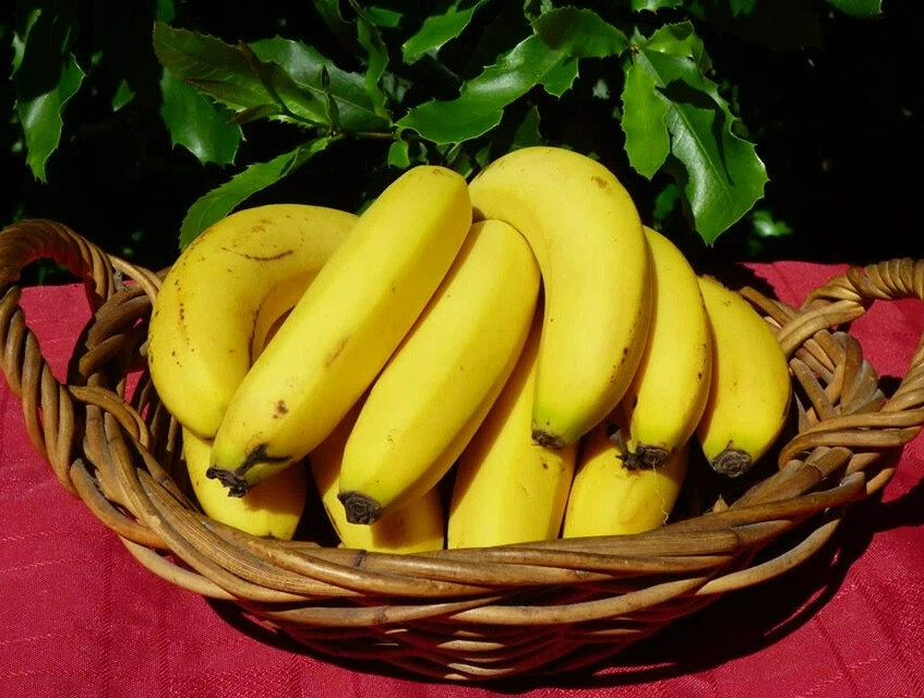 Корки бананов для цветов. Банан сорт Кавендиш. Гигантский Кавендиш бананы. Сорта Кавендиш. Сорта бананов Вильямс.