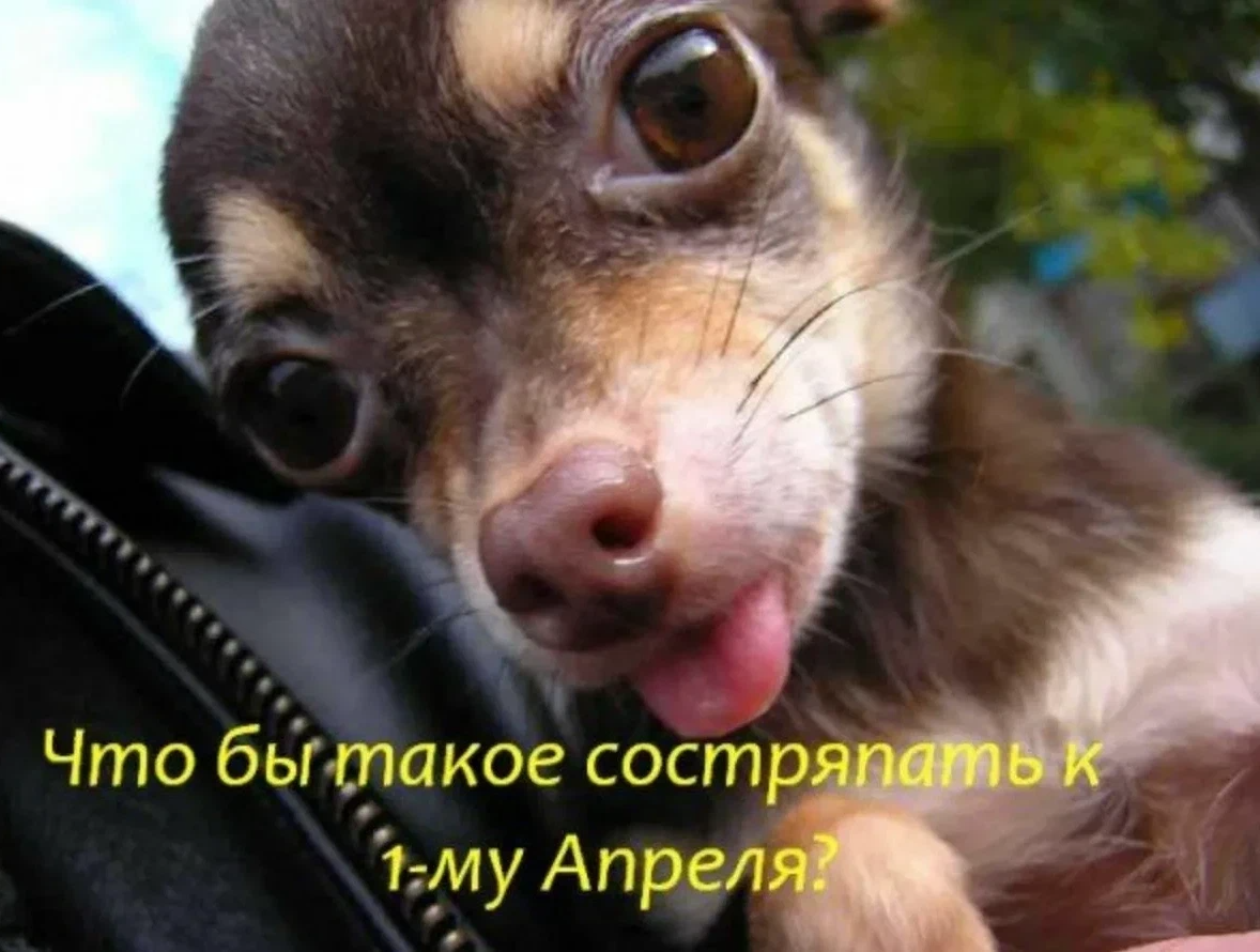 Когда 1 апреля 2025. Первое апреля прикольные. фото с 1 апреля прикольные. с 1 апреля картинки смешные. шутки с первым апреля.