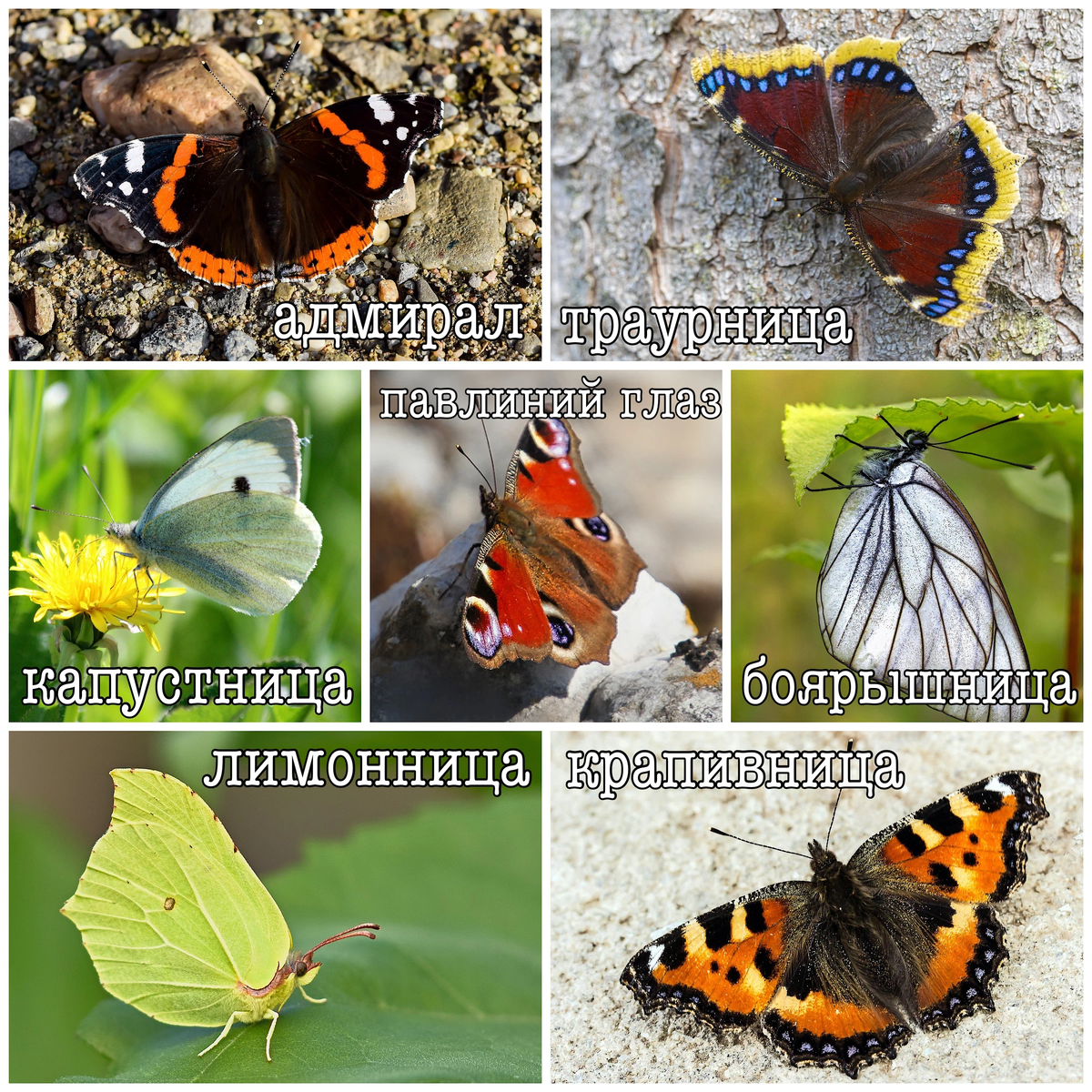 Первые бабочки весной 2 класс. Какие бабочки появляются весной первыми. Как видят бабочки. Бабочки которые первые появляются весной.