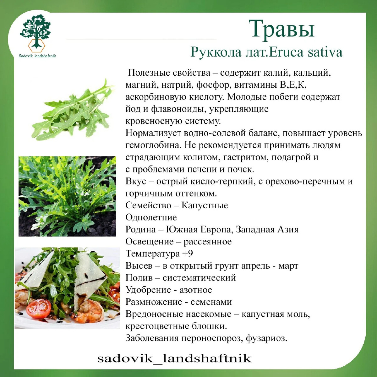 Показать траву руккола