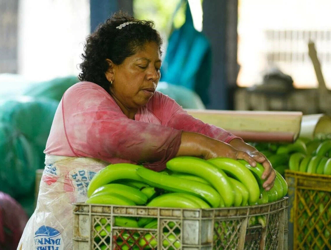 Страны экспортеры бананов