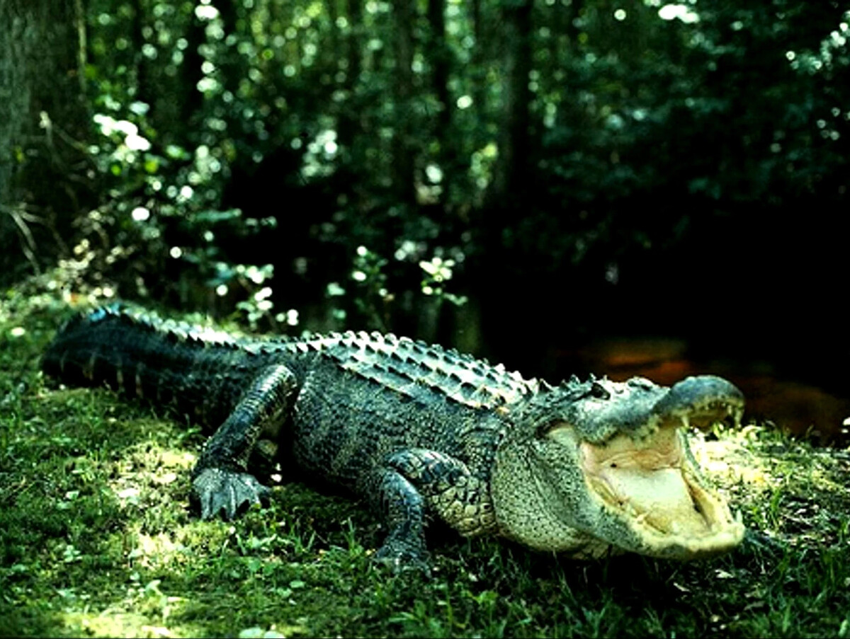 К чему снится крокодил во сне женщине. Мохнатый крокодил. Аллигатор картинки. Крокодил в красивой позе. К чему снится крокодил во сне.
