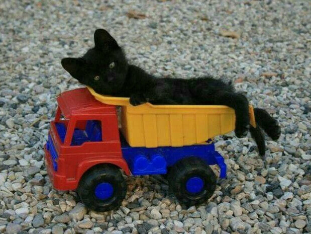 Кошка в игрушечной машине