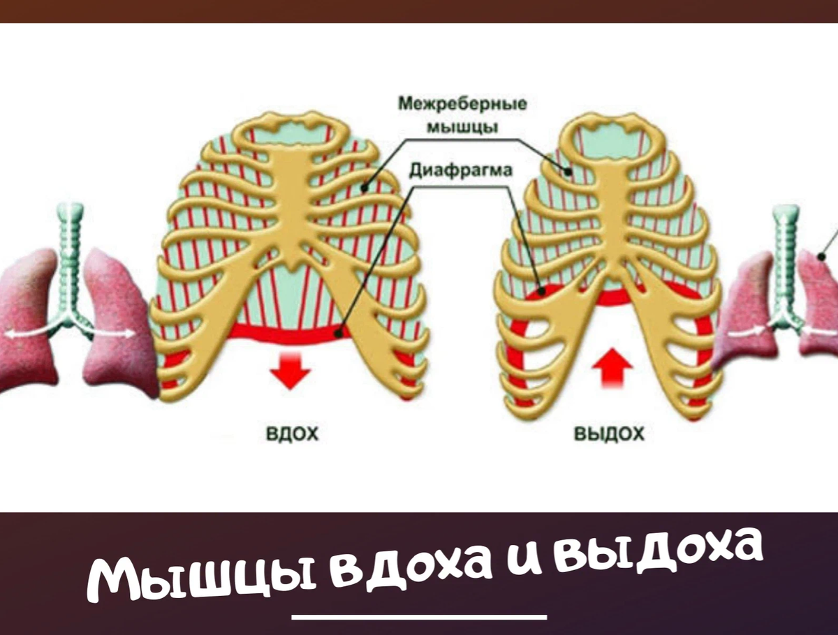 Грудная клетка при вдохе приподнимается. Диафрагма при вдохе и выдохе. При выдохе диафрагма. Положение диафрагмы при вдохе и выдохе. Медоеберыне мышцы выдох.