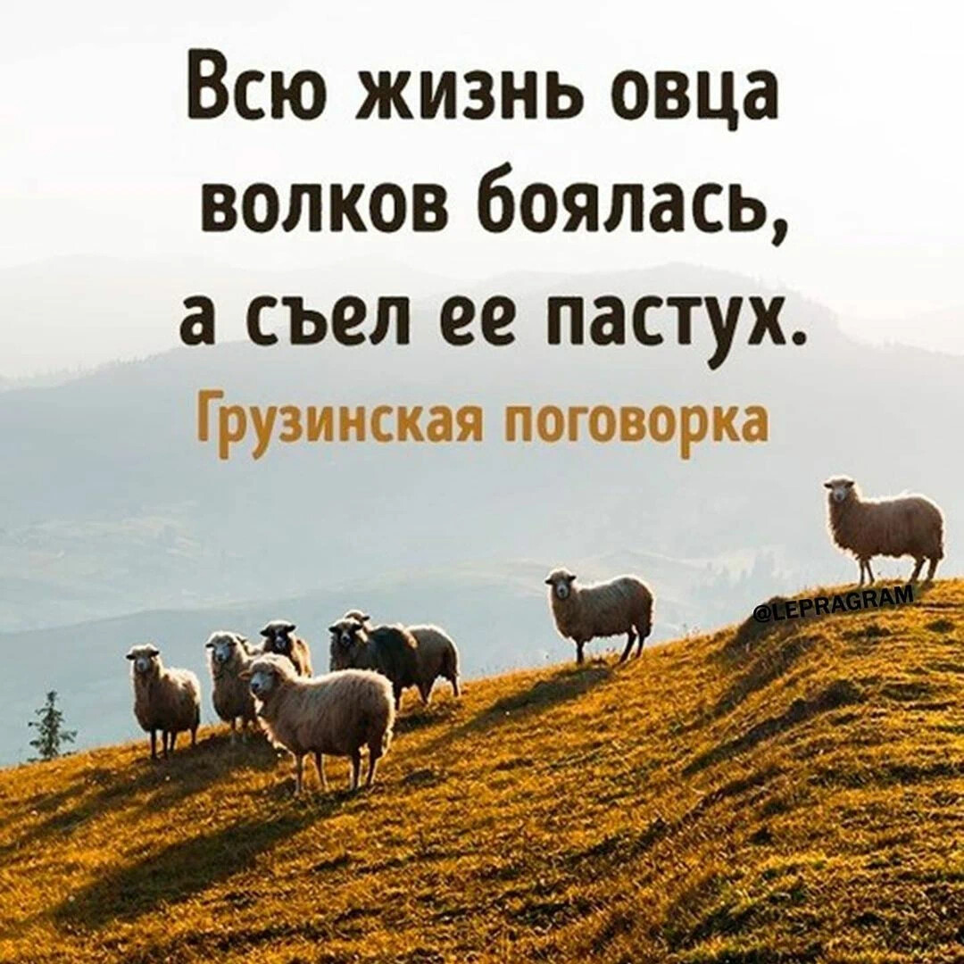 Всю жизнь овца волков боялась а съел ее пастух. Цитаты про стадо. Волки и овцы цитаты. Смешная мудрость. Настоящий мужчина как волк либо.