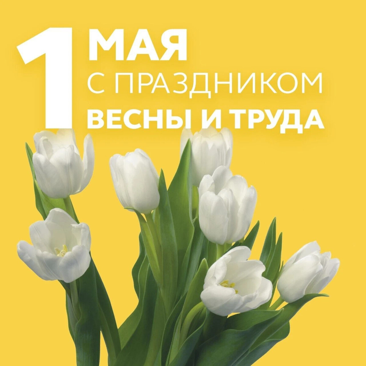 Наступил май. Вот и май наступил. Наступил май май.