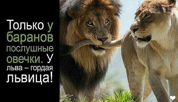 Лев. Высказывания про льва. Быть львом. Лев должен быть. Цитаты про львицу.