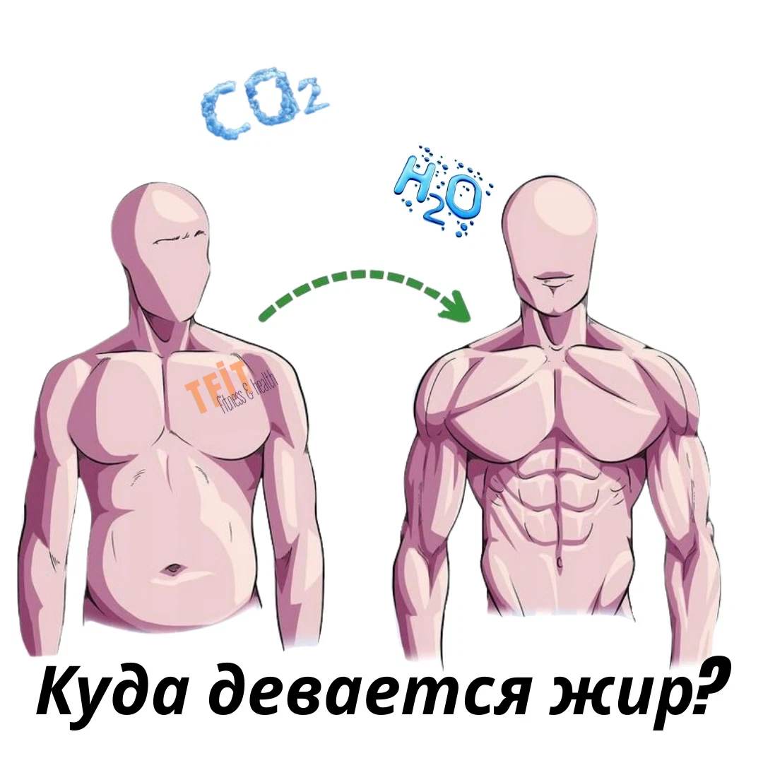 Мы худеем. Куда девается жир. Куда исчезает жир. Куда девается жир. Куда девается жир при похудении простыми словами.