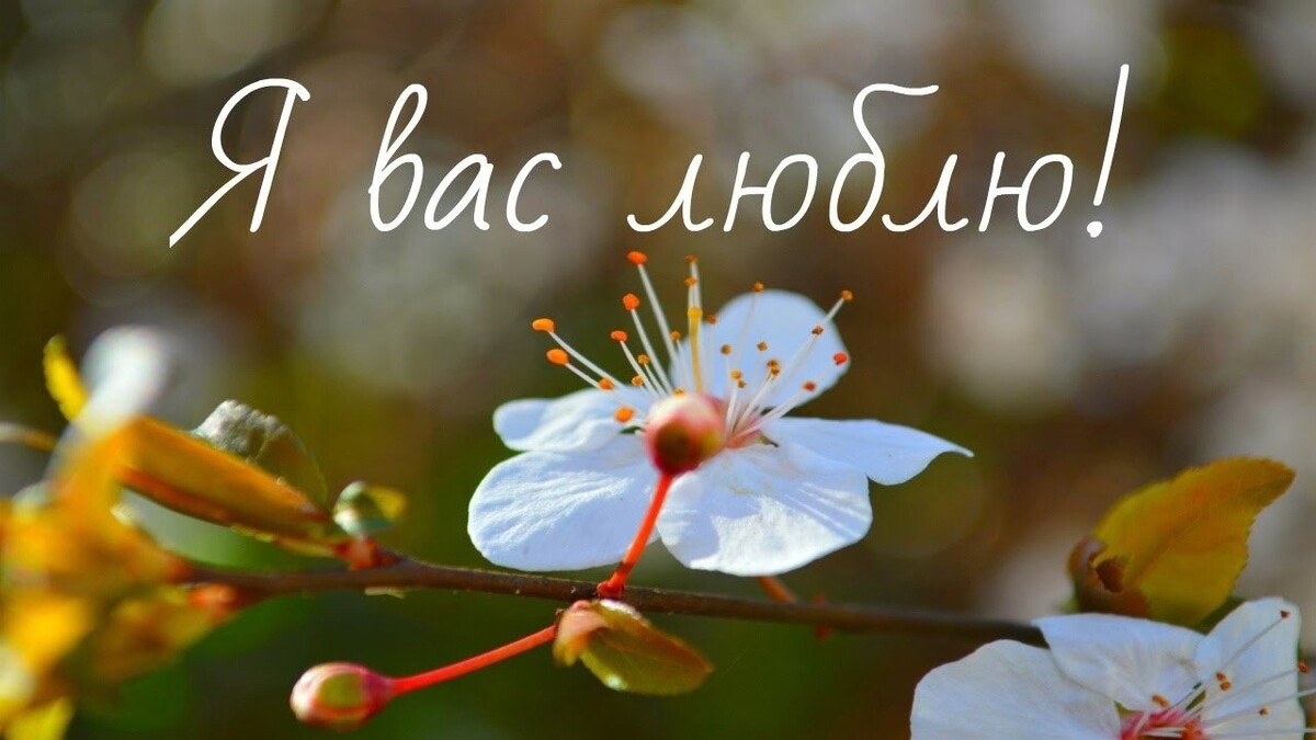 Я вас очень люблю тебя. Я вас любил.... Я вас люблю картинки. Я вас очень люблю. Люблю вас Мои родные.