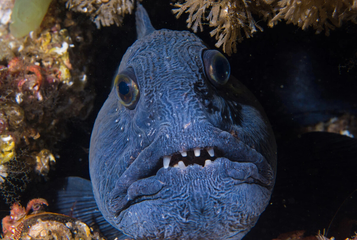 Синяя зубатка фото рыбы с головой