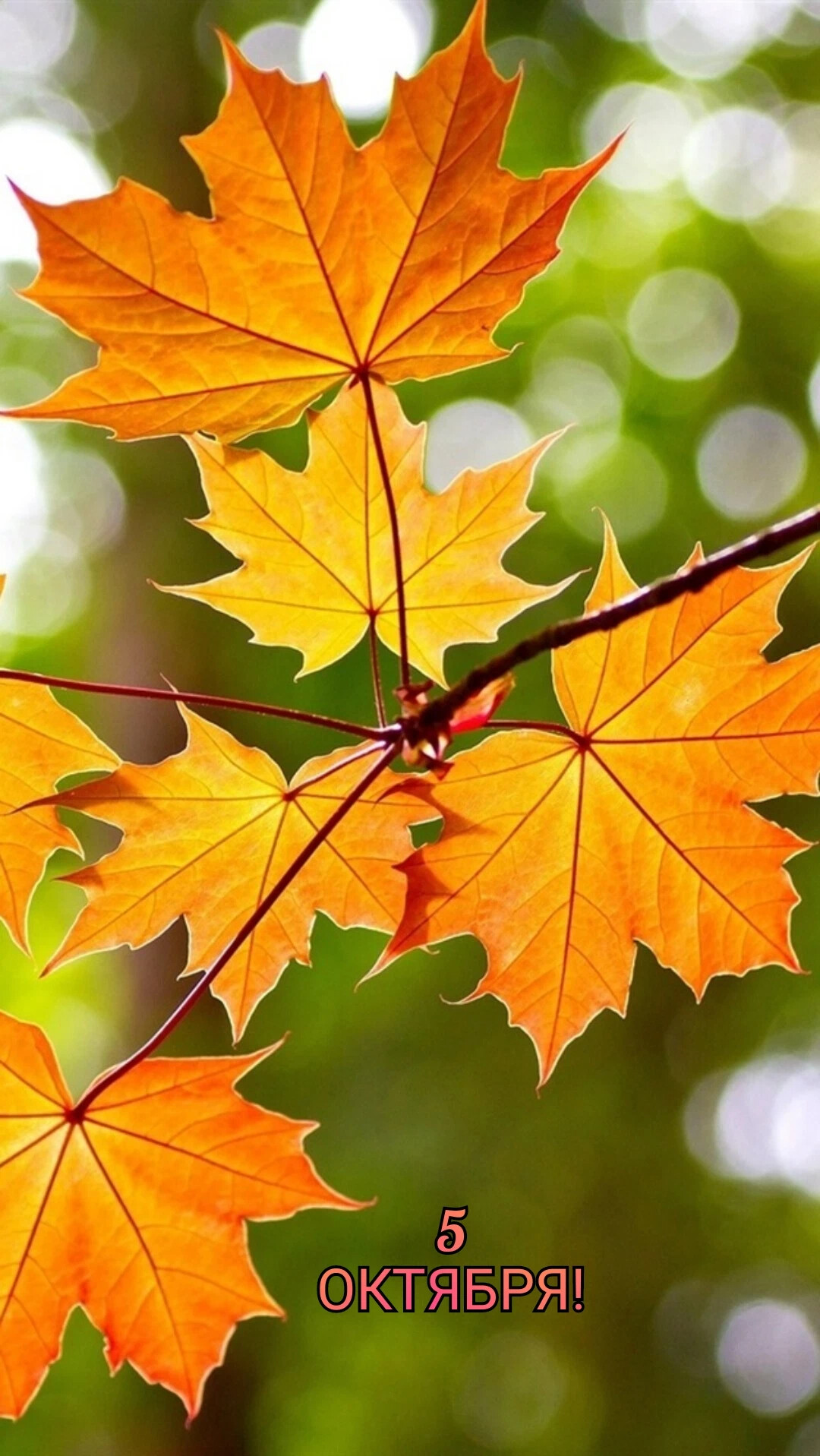 Цвет листа клена осенью. Кленовый лист. Листики осенние кленовые. Maple кленовый лист. Осенний кленовый лист.