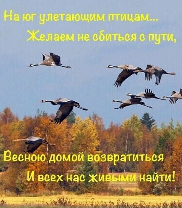 Перелетные птицы потянулись в теплые края. Перелетные птицы потянулись в теплые края. Перелётные птицы стая клин. Гусь перелетная птица. Птицы улетают в теплые края.