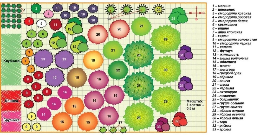 Схема плодового сада сочетаемость деревьев