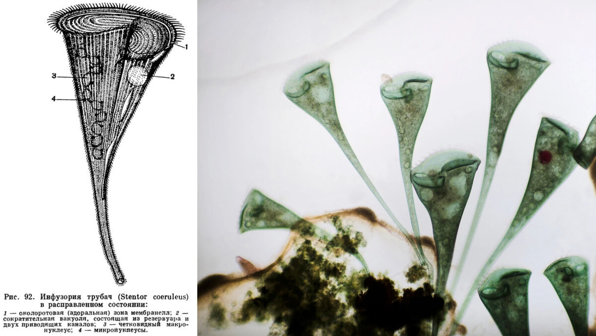 Инфузория трубач рисунок