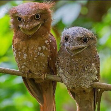 lazy_smart_crop_356x356