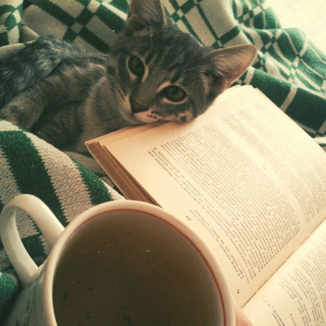 Коту можно чай. Кот плед чай. Чай уют кот. Кот с книгой. Котик и чай.