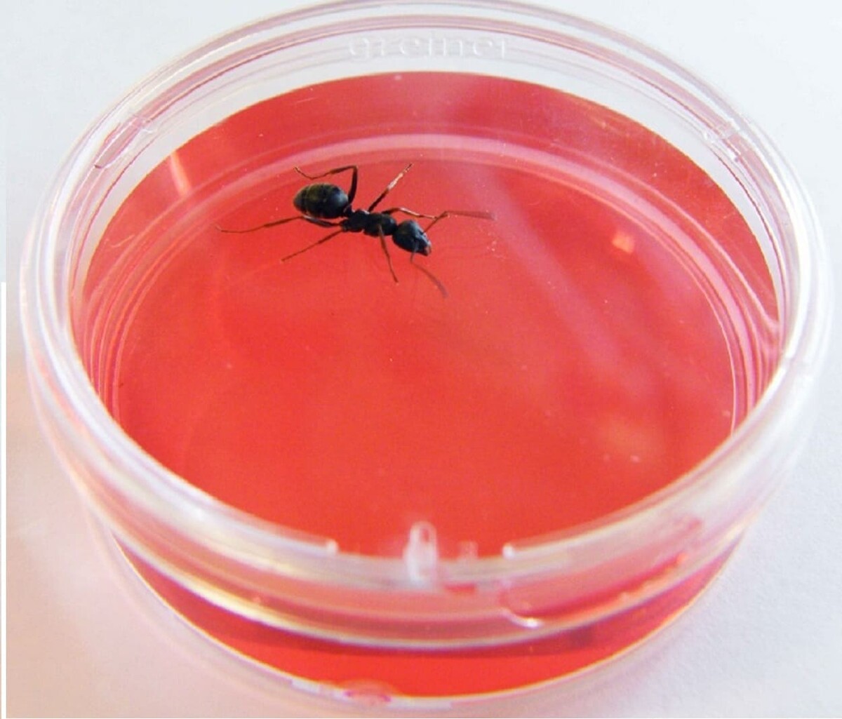 Какой запах рака. Муравьи находят раковые клетки. Ученые научили муравьев находить раковые клетки по запаху. Правда что моча муравьёв сладкая.