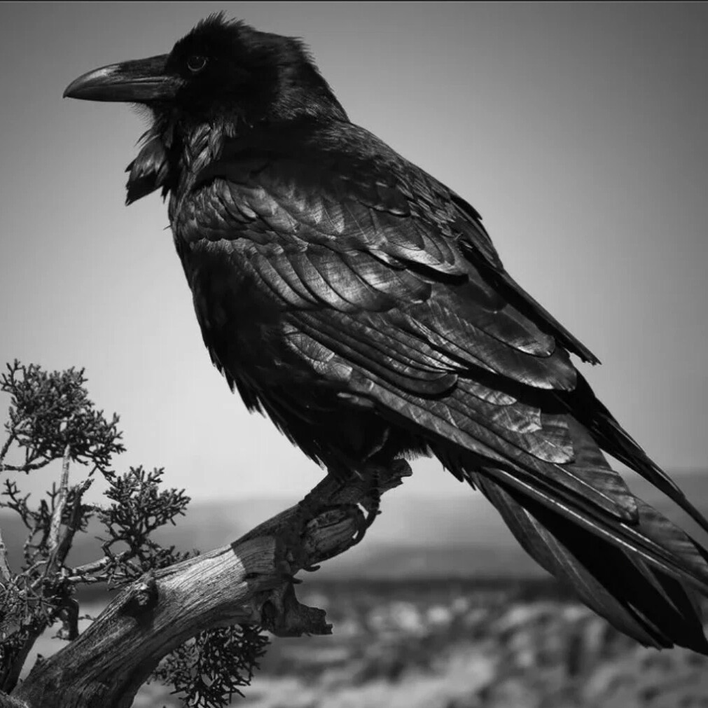 Black raven. Вулканический ворон. Ворон элегантный. Склоненный ворон. Raven Black.