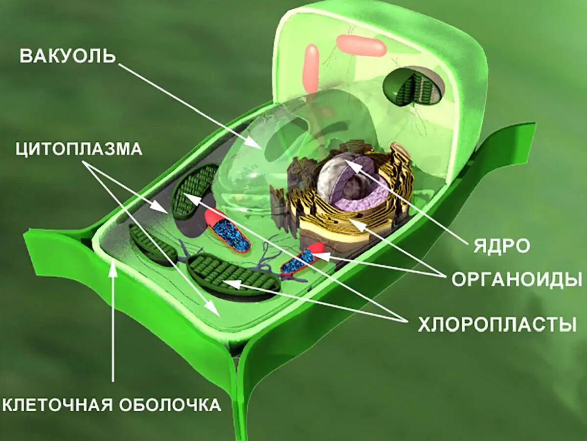 Фото растительной клетки с обозначениями