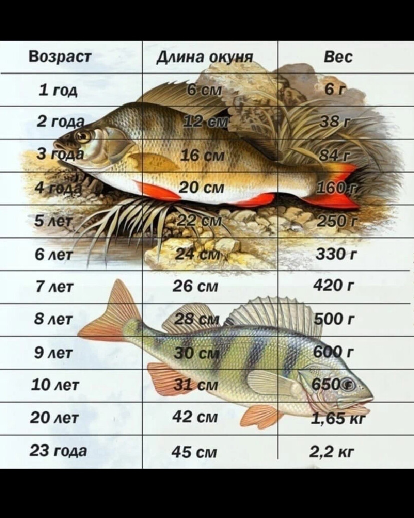 На рисунке изображена щука и окунь длина окуня 20 см