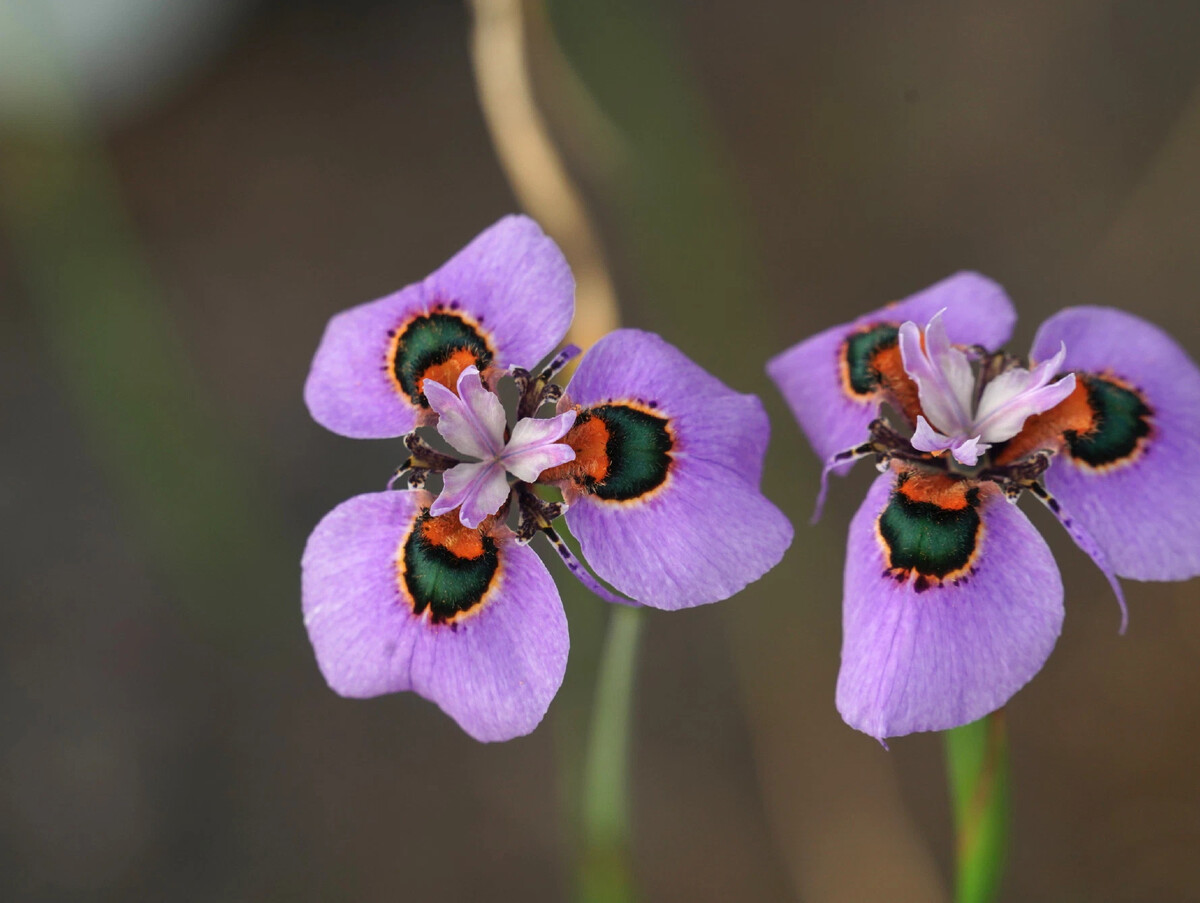 Moraea южноафриканская