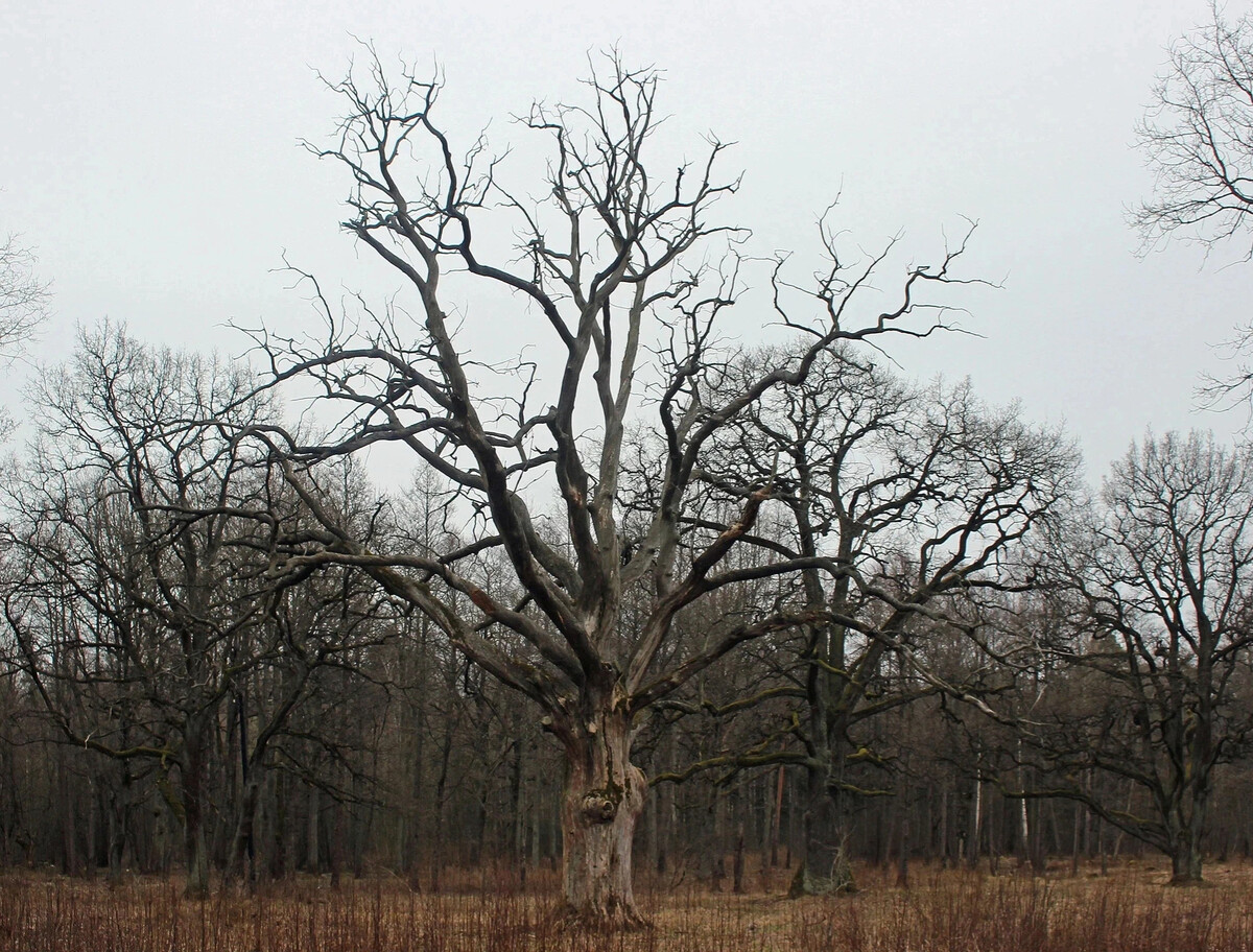 Мордвиновские дубы картина шишкина