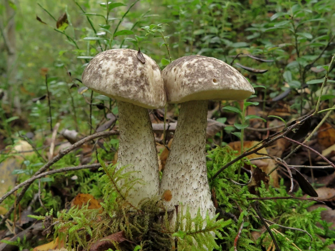 Подберезовик группа грибов. Подберёзовик жестковатый. Подберёзовик разноцветный. Подберёзовик разноцветный (лат. Leccinum variicolor). Белый болотный подберезовик.