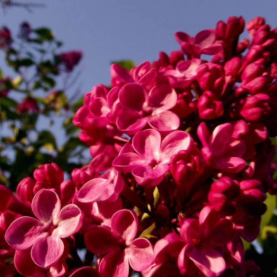 Сирень Бургунди Квин Я очень люблю сирень. На моем садовом участке ...