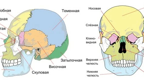 Развитие мозгового и лицевого черепа