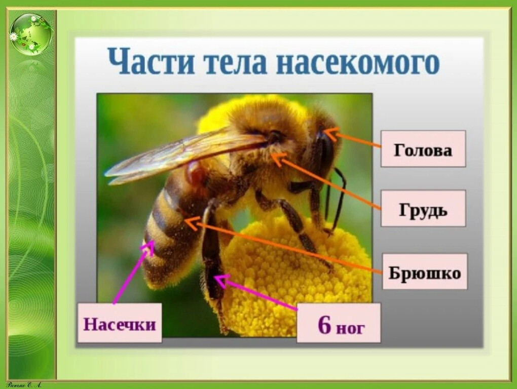 Строение пчелы. Брюшко пчелы. Части тела насекомых для детей. Части тела пчелы для детей. Строение тела насекомых для детей.