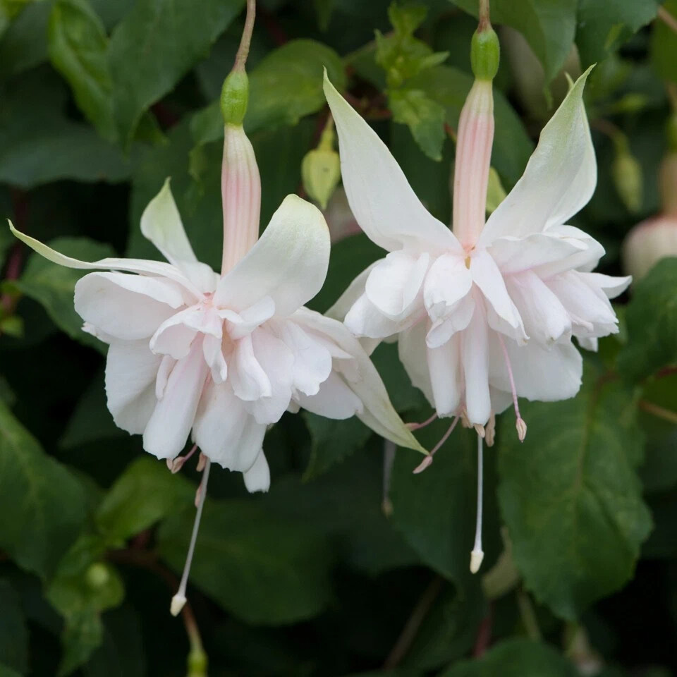 Фуксия pink marshmallow фото