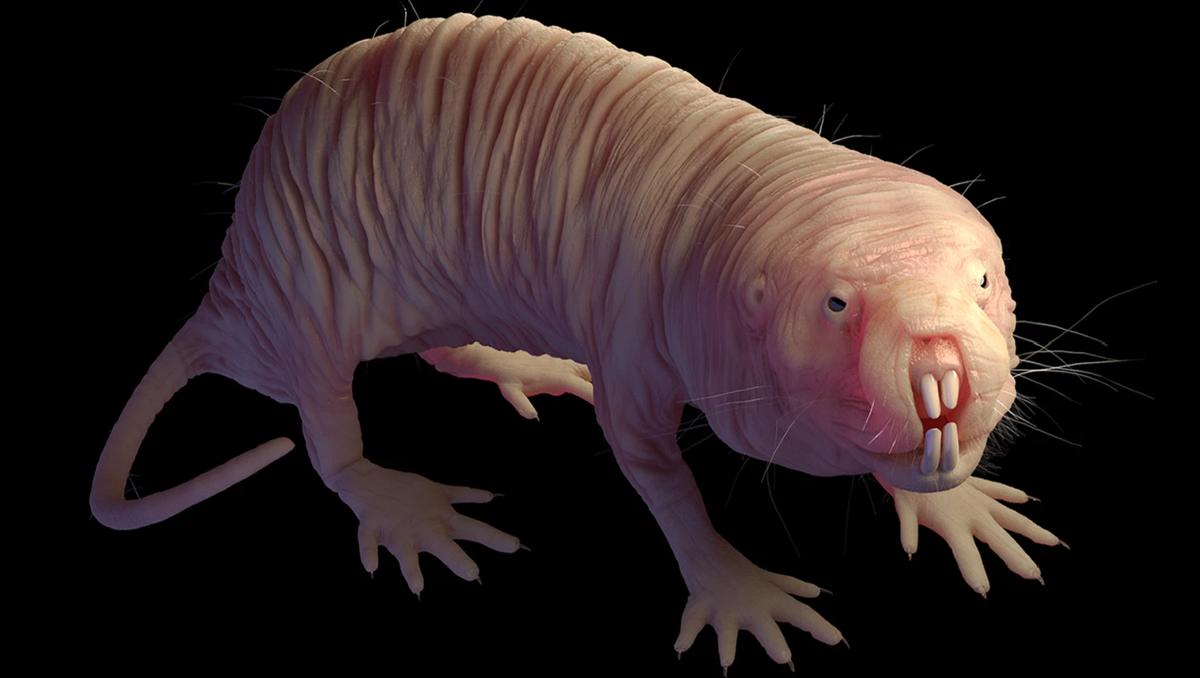 землекоп это. землекоп это. крот слепыш обыкновенный. землекоп это. голый землекоп (heterocephalus glaber).