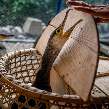 В Японии еще с древних времен существует особый вид рыбалки, которая называется Ukai. Это очень странная рыбалка – без удочек, без сетей, наживы и снастей.- 2